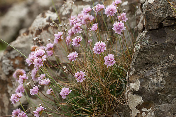 Gewöhnliche Grasnelke (Armeria maritima)