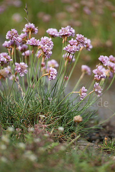 Gewöhnliche Grasnelke (Armeria maritima)