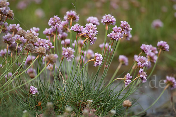 Gewöhnliche Grasnelke (Armeria maritima)