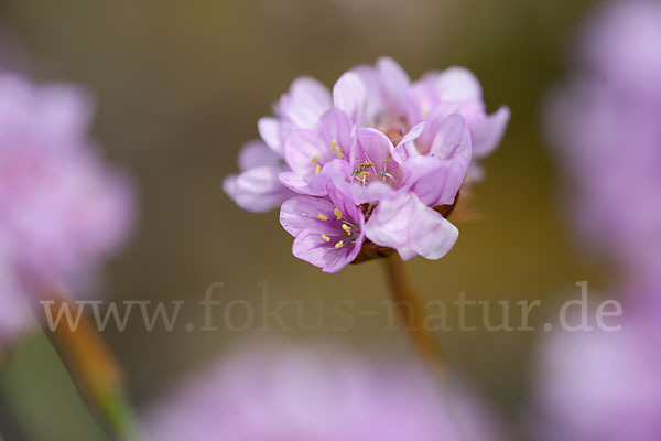 Gewöhnliche Grasnelke (Armeria maritima)