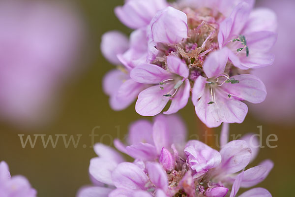 Gewöhnliche Grasnelke (Armeria maritima)