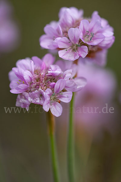 Gewöhnliche Grasnelke (Armeria maritima)