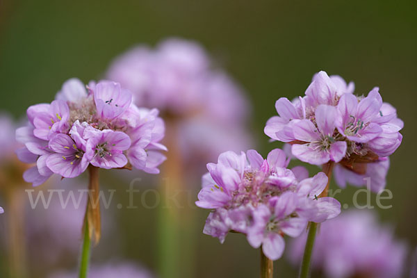 Gewöhnliche Grasnelke (Armeria maritima)