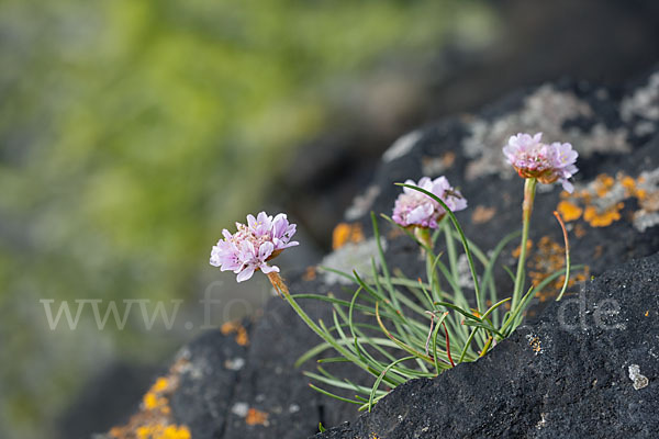 Gewöhnliche Grasnelke (Armeria maritima)