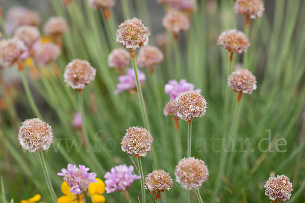 Gewöhnliche Grasnelke (Armeria maritima)