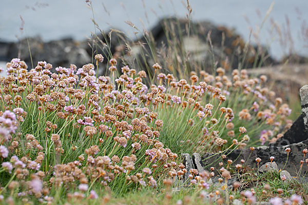 Gewöhnliche Grasnelke (Armeria maritima)