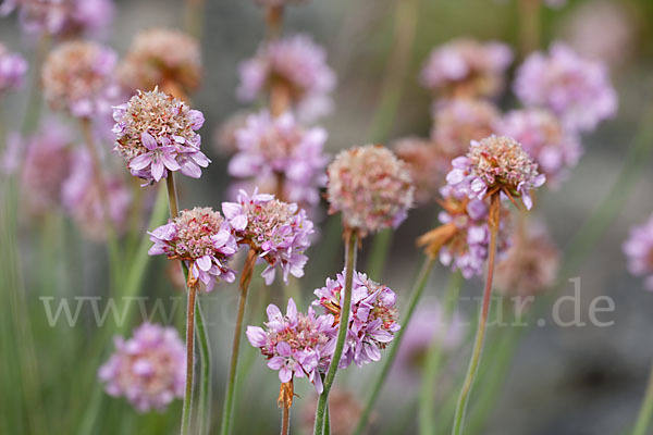 Gewöhnliche Grasnelke (Armeria maritima)