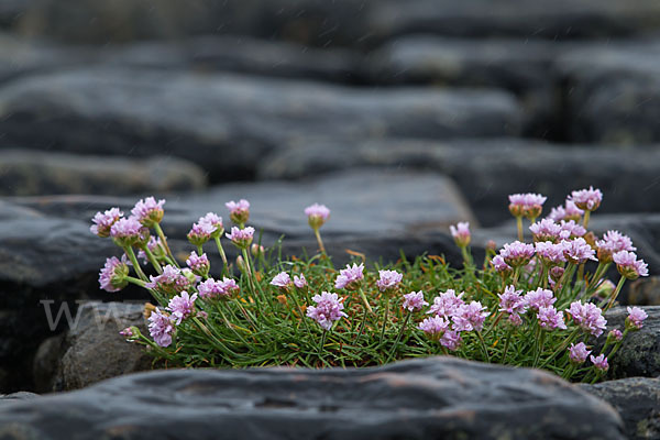 Gewöhnliche Grasnelke (Armeria maritima)