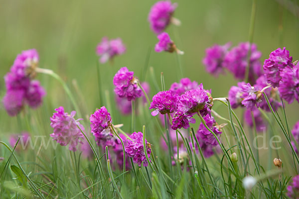 Gewöhnliche Grasnelke (Armeria maritima)