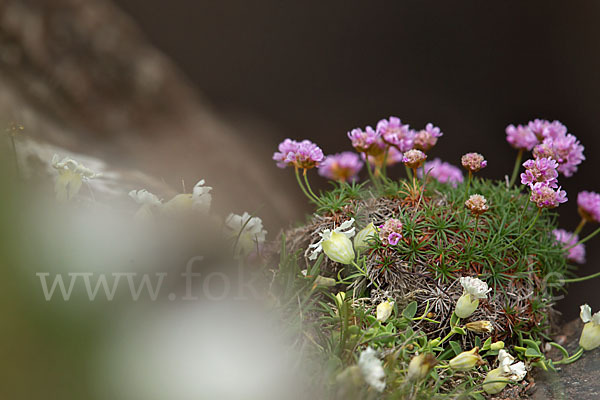 Gewöhnliche Grasnelke (Armeria maritima)