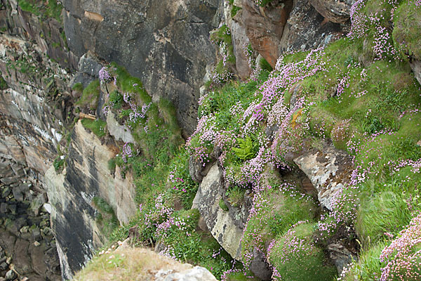 Gewöhnliche Grasnelke (Armeria maritima)