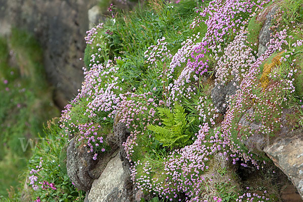 Gewöhnliche Grasnelke (Armeria maritima)