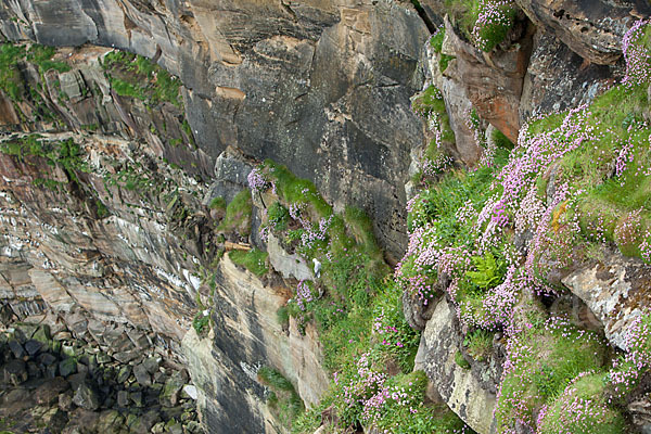 Gewöhnliche Grasnelke (Armeria maritima)