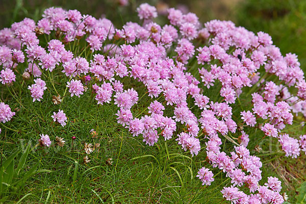 Gewöhnliche Grasnelke (Armeria maritima)