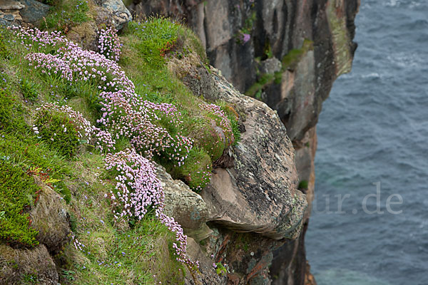 Gewöhnliche Grasnelke (Armeria maritima)