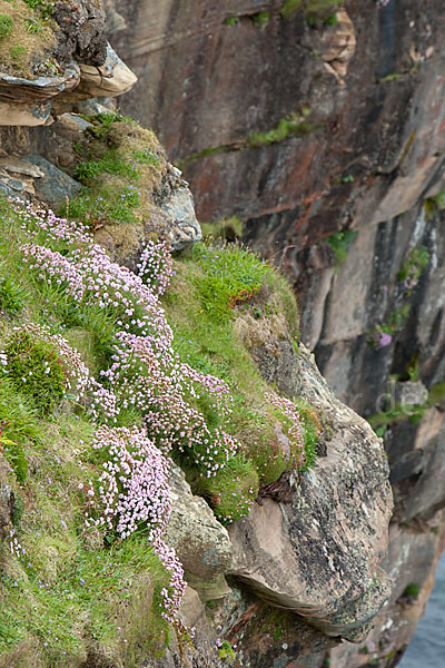 Gewöhnliche Grasnelke (Armeria maritima)