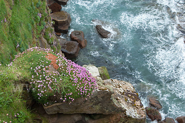 Gewöhnliche Grasnelke (Armeria maritima)