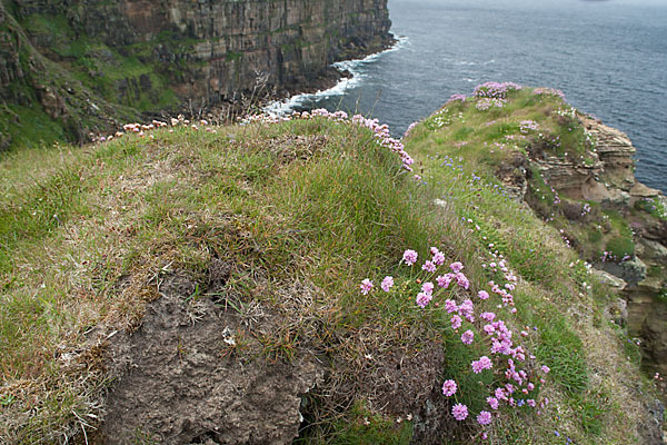 Gewöhnliche Grasnelke (Armeria maritima)