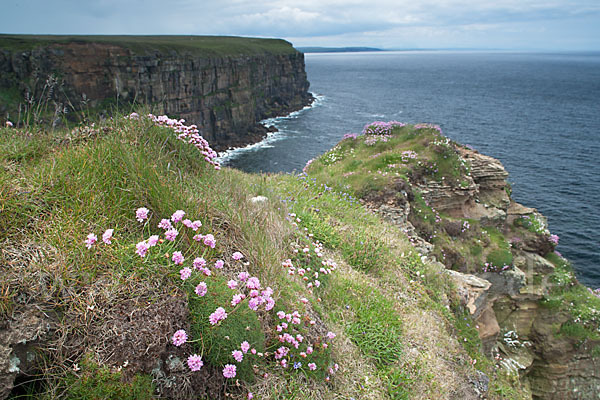 Gewöhnliche Grasnelke (Armeria maritima)