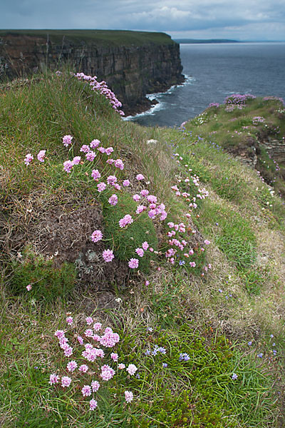 Gewöhnliche Grasnelke (Armeria maritima)