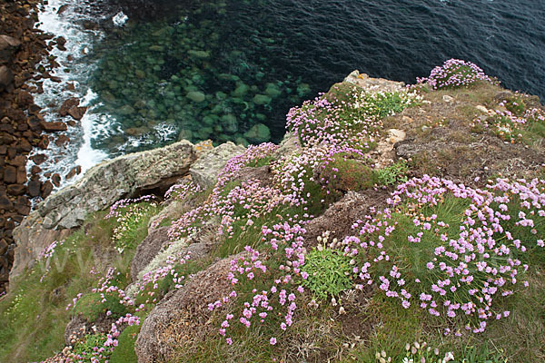 Gewöhnliche Grasnelke (Armeria maritima)