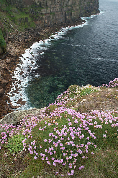 Gewöhnliche Grasnelke (Armeria maritima)