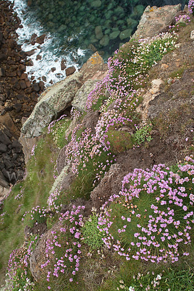 Gewöhnliche Grasnelke (Armeria maritima)