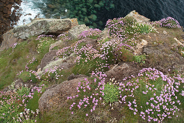 Gewöhnliche Grasnelke (Armeria maritima)