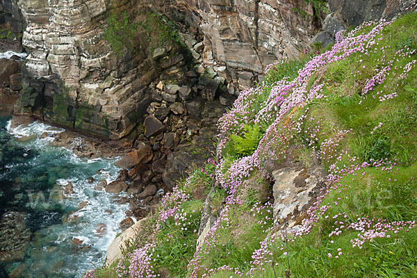 Gewöhnliche Grasnelke (Armeria maritima)