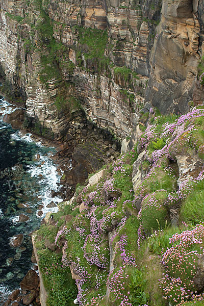 Gewöhnliche Grasnelke (Armeria maritima)