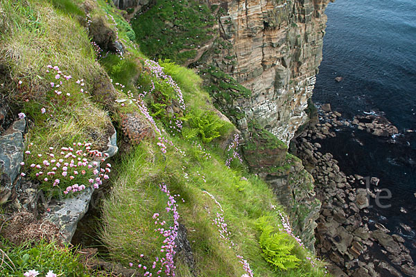 Gewöhnliche Grasnelke (Armeria maritima)