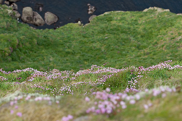 Gewöhnliche Grasnelke (Armeria maritima)