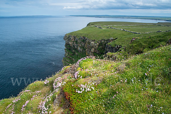 Gewöhnliche Grasnelke (Armeria maritima)