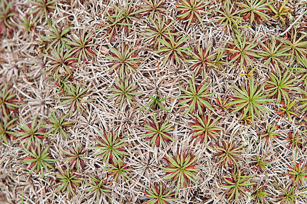 Gewöhnliche Grasnelke (Armeria maritima)