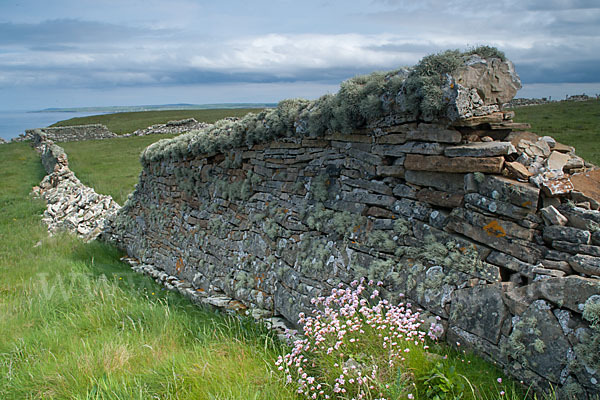 Gewöhnliche Grasnelke (Armeria maritima)