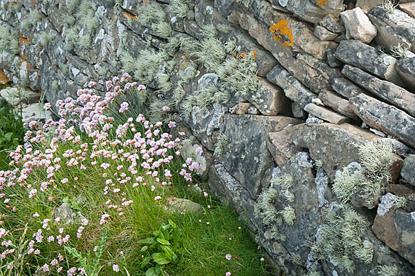 Gewöhnliche Grasnelke (Armeria maritima)