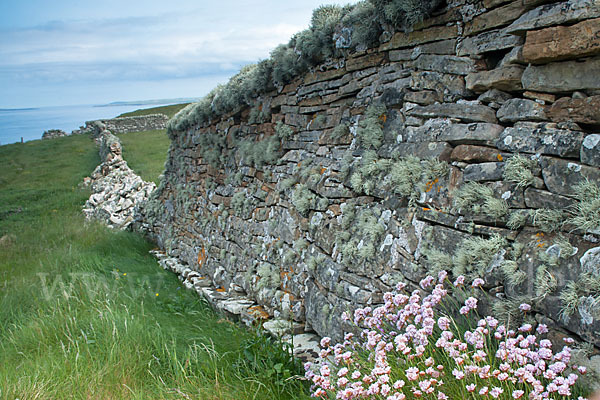 Gewöhnliche Grasnelke (Armeria maritima)