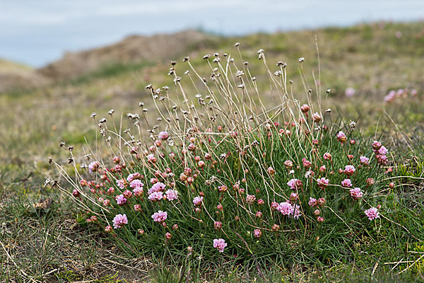 Gewöhnliche Grasnelke (Armeria maritima)