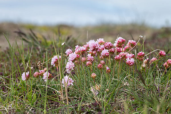 Gewöhnliche Grasnelke (Armeria maritima)