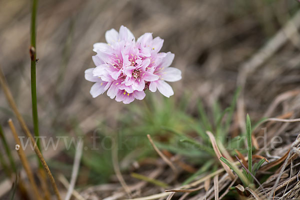 Gewöhnliche Grasnelke (Armeria maritima)