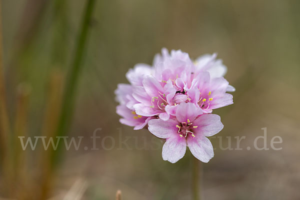 Gewöhnliche Grasnelke (Armeria maritima)