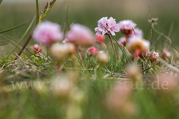 Gewöhnliche Grasnelke (Armeria maritima)