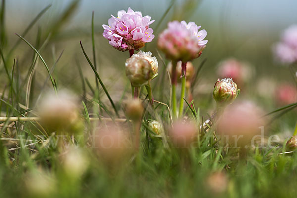 Gewöhnliche Grasnelke (Armeria maritima)