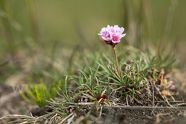 Gewöhnliche Grasnelke (Armeria maritima)