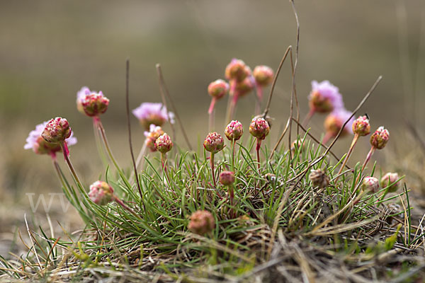 Gewöhnliche Grasnelke (Armeria maritima)