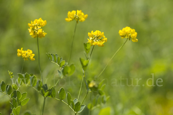 Gewöhnliche Hufeisenklee (Hippocrepis comosa)