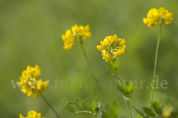 Gewöhnliche Hufeisenklee (Hippocrepis comosa)