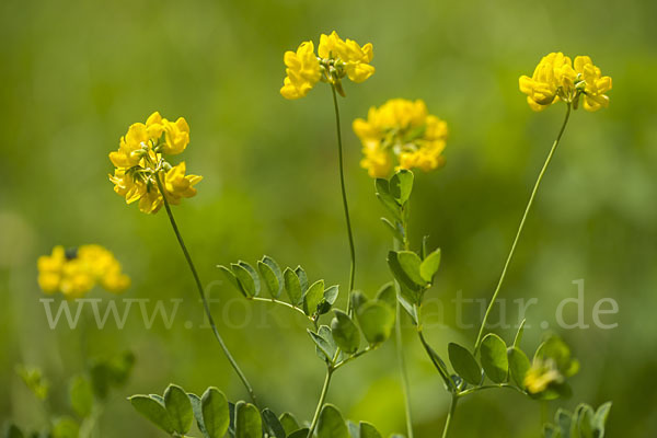 Gewöhnliche Hufeisenklee (Hippocrepis comosa)