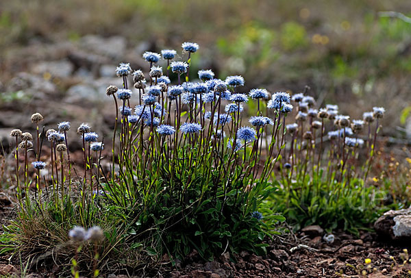 Gewöhnliche Kugelblume (Globularia punctata)