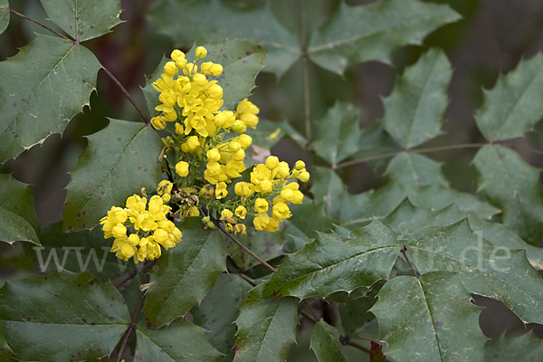 Gewöhnliche Mahonie (Mahonia aquifolium)